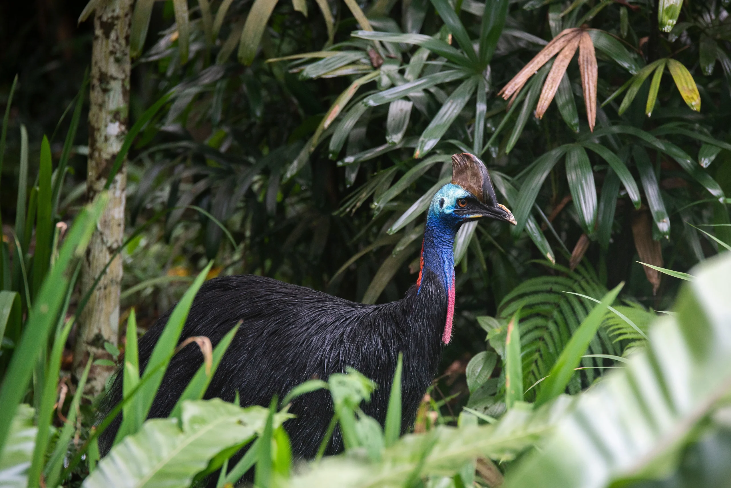 mission-beach-cassowary - Bright Property - Bright Property